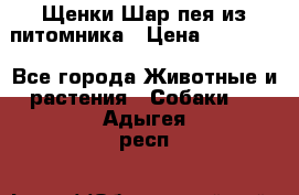 Щенки Шар пея из питомника › Цена ­ 25 000 - Все города Животные и растения » Собаки   . Адыгея респ.